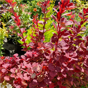 Berberis Thunbergii 'Venice'